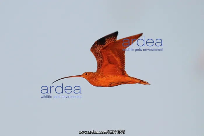 : Long-billed Curlew : Long-billed Curlew