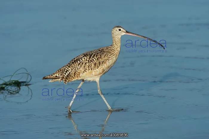 : Long-billed Curlew : Long-billed Curlew