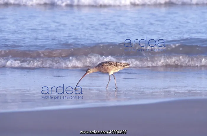 : Long-billed Curlew : Long-billed Curlew