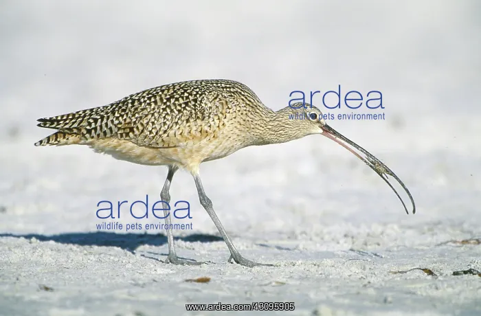 : Long-billed Curlew : Long-billed Curlew