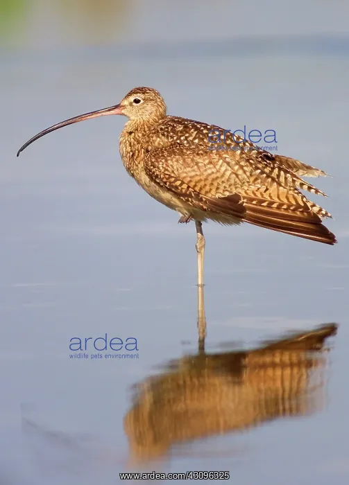 : Long-billed Curlew : Long-billed Curlew