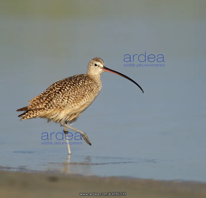 : Long-billed Curlew : Long-billed Curlew