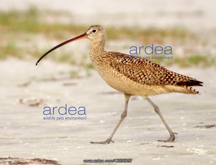 : Long-billed Curlew : Long-billed Curlew
