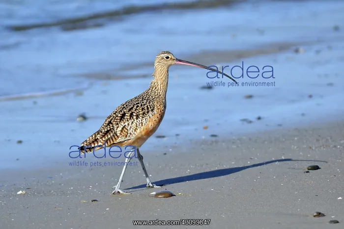 : Long-billed Curlew : Long-billed Curlew