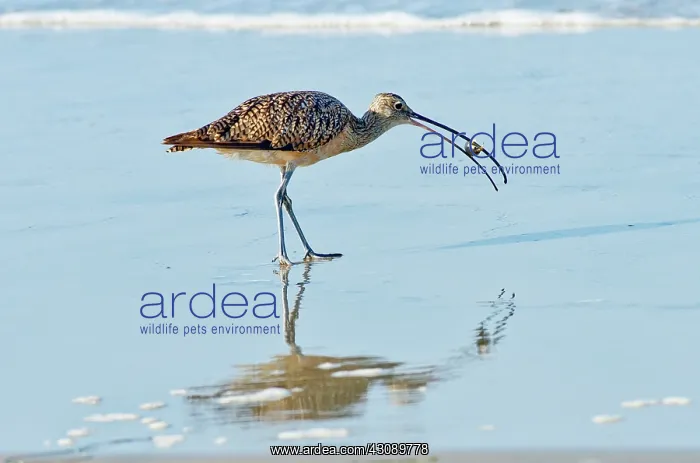 : Long-billed Curlew with crab : Long-billed Curlew with crab