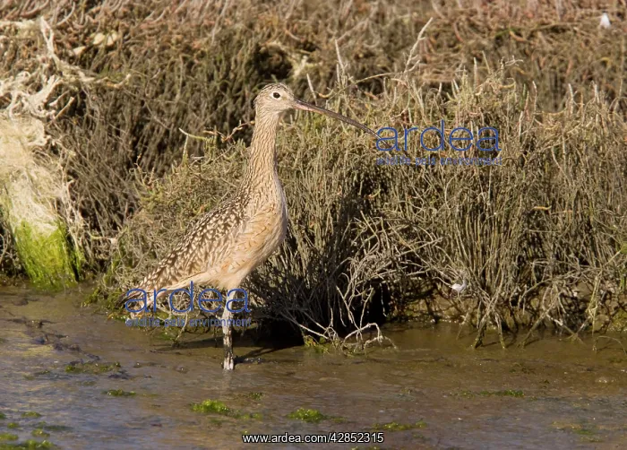 : Long-billed Curlew - feeding in saltmarsh and mudflats : Long-billed Curlew - feeding in saltmarsh and mudflats