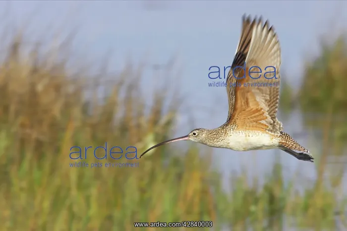 : Long-billed Curlew - in flight : Long-billed Curlew - in flight