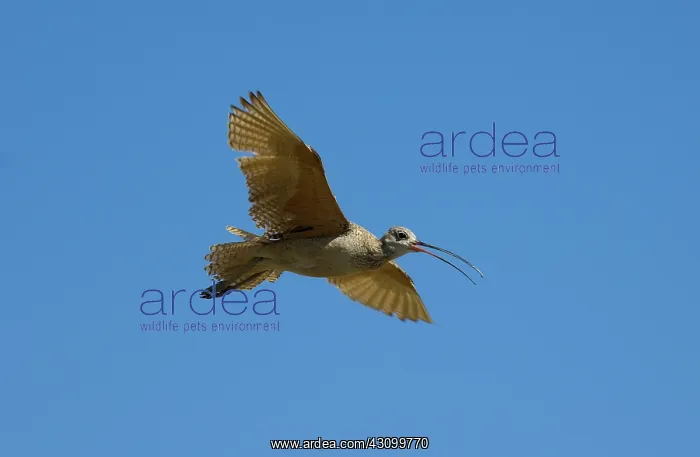: Long-billed Curlew in flight : Long-billed Curlew in flight