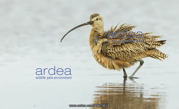: Long-billed curlew fluffing out his feathers while foraging : Long-billed curlew fluffing out his feathers while foraging