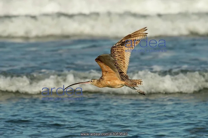 : Long-billed Curlew flying over the surf : Long-billed Curlew flying over the surf