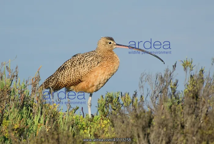 : Long-billed Curlew (Numenius americanus) : Long-billed Curlew (Numenius americanus)