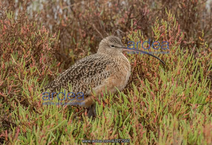: Long-billed curlew, Numenius americanus, feeding : Long-billed curlew, Numenius americanus, feeding