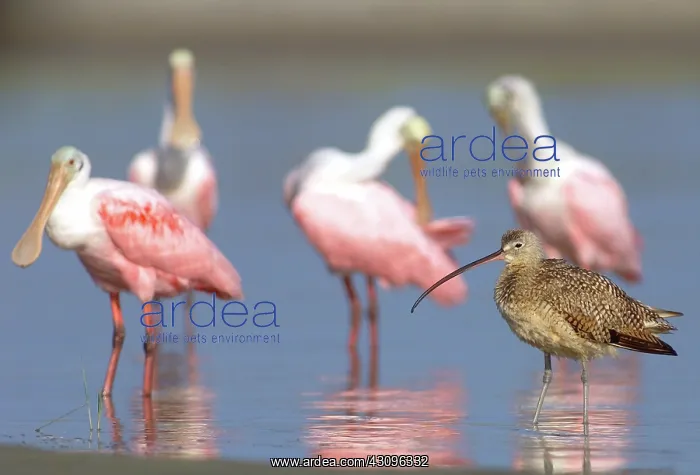 : Long-billed Curlew with Roseate Spoonbills : Long-billed Curlew with Roseate Spoonbills