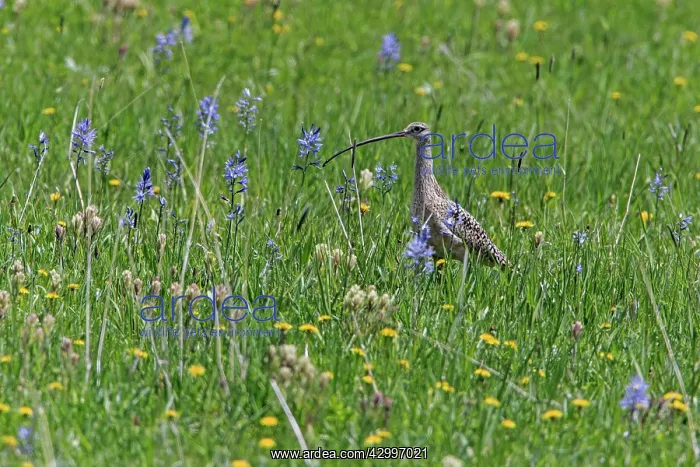 : Long-billed Curlew - in water meadow Grays Lake : Long-billed Curlew - in water meadow Grays Lake