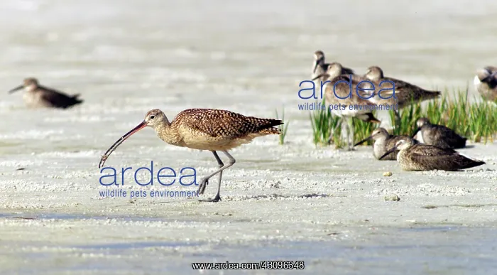 : Long-billed Curlew and Willets : Long-billed Curlew and Willets