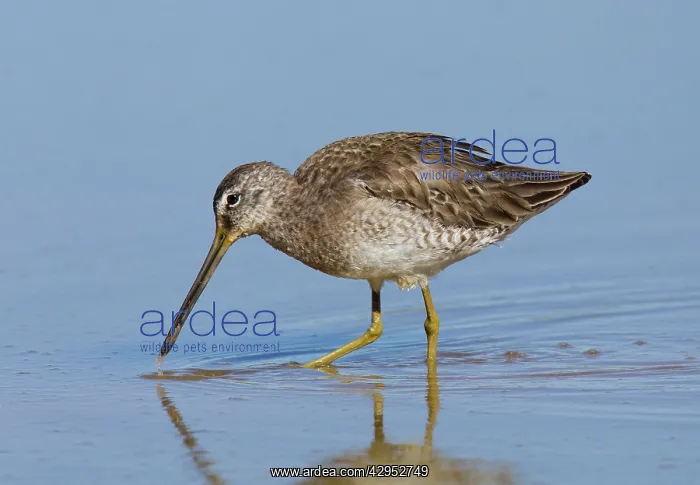: Long-billed Dowitcher : Long-billed Dowitcher