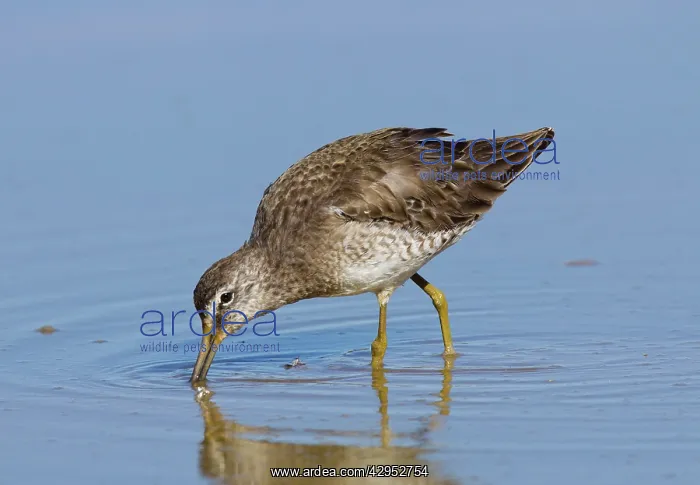 : Long-billed Dowitcher : Long-billed Dowitcher