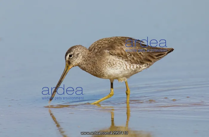 : Long-billed Dowitcher : Long-billed Dowitcher