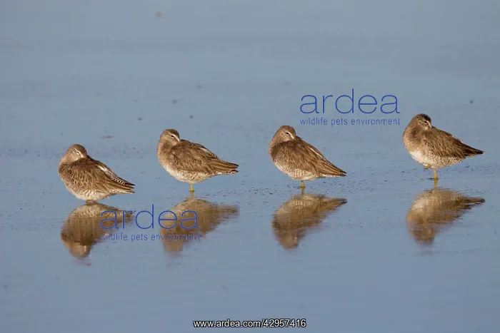 : Long-billed Dowitcher : Long-billed Dowitcher