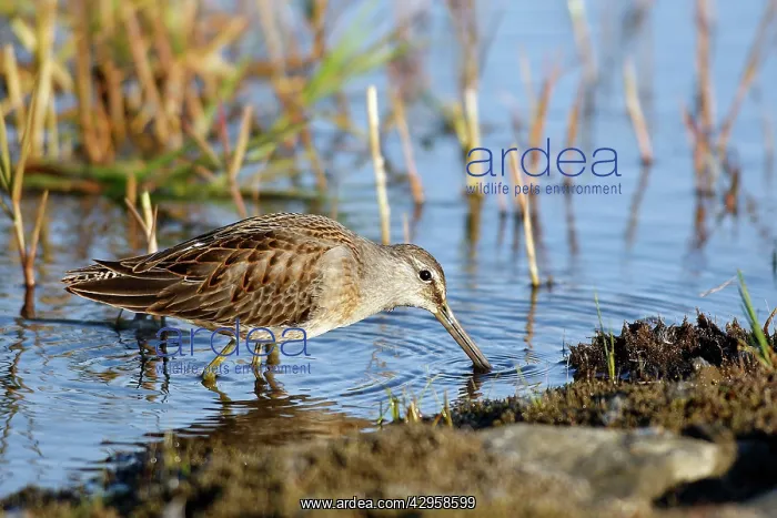 : Long-billed Dowitcher : Long-billed Dowitcher