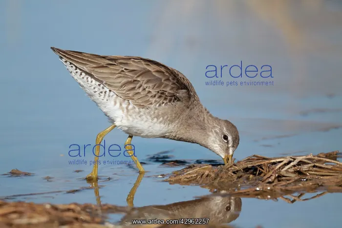 : Long-billed Dowitcher : Long-billed Dowitcher