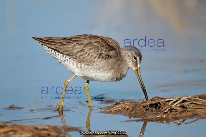 : Long-billed Dowitcher : Long-billed Dowitcher
