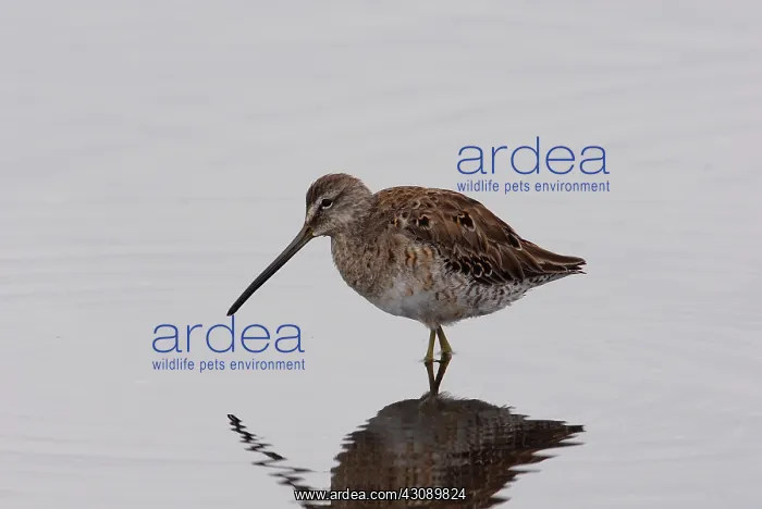 : Long-billed Dowitcher : Long-billed Dowitcher