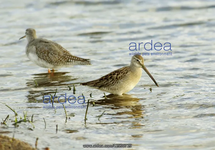 : Long-billed Dowitcher - feeding : Long-billed Dowitcher - feeding