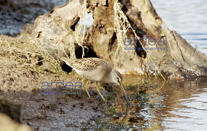 : Long-billed Dowitcher - feeding : Long-billed Dowitcher - feeding