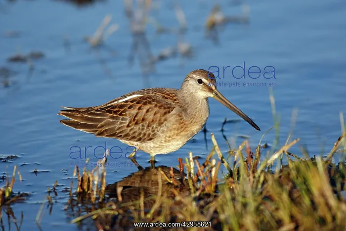 : Long-billed Dowitcher - feeding on migration : Long-billed Dowitcher - feeding on migration
