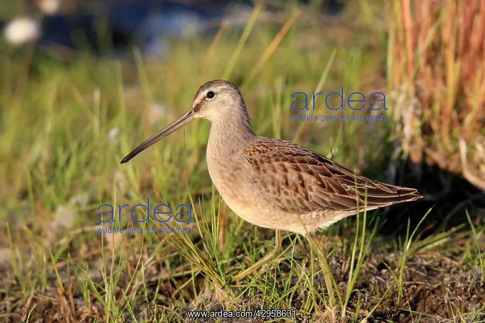 : Long-billed Dowitcher - feeding on migration : Long-billed Dowitcher - feeding on migration