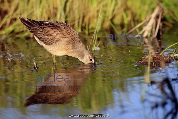 : Long-billed Dowitcher - feeding on migration : Long-billed Dowitcher - feeding on migration