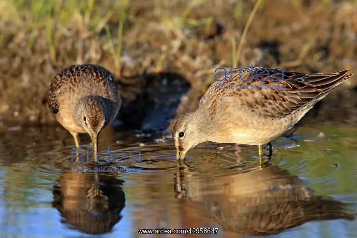 : Long-billed Dowitcher - feeding on migration : Long-billed Dowitcher - feeding on migration