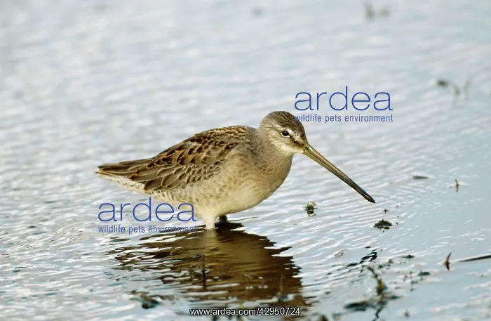 : Long-billed Dowitcher - feeding vagrant : Long-billed Dowitcher - feeding vagrant