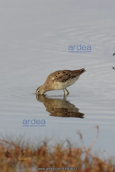 : Long-billed Dowitcher Hunting : Long-billed Dowitcher Hunting