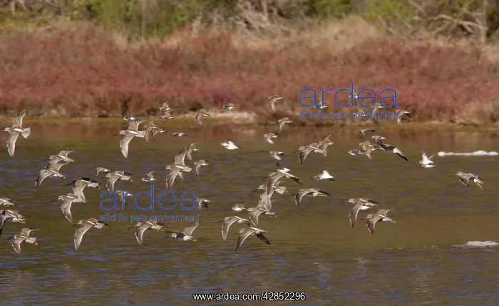 : Long-billed Dowitchers - flock in flight : Long-billed Dowitchers - flock in flight
