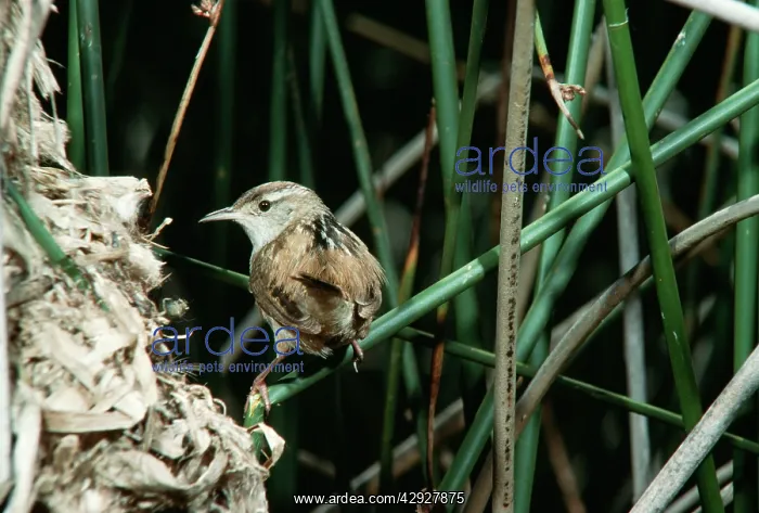 : Long-billed Marsh Wren : Long-billed Marsh Wren