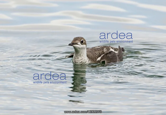 : Long-billed Murrelet - in water : Long-billed Murrelet - in water