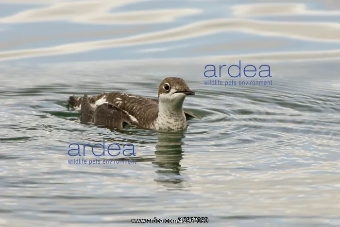 : Long-billed Murrelet - in water : Long-billed Murrelet - in water