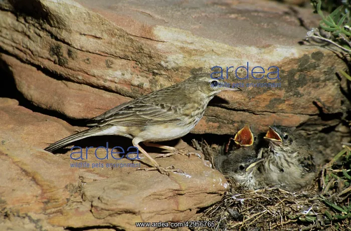 : Long-billed / Nicholson's Pipit - at nest with young : Long-billed / Nicholson's Pipit - at nest with young