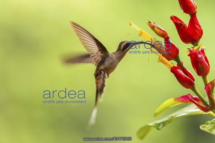 : Long-billed Shadow Hummingbird (Phaethornis longirostris) : Long-billed Shadow Hummingbird (Phaethornis longirostris)