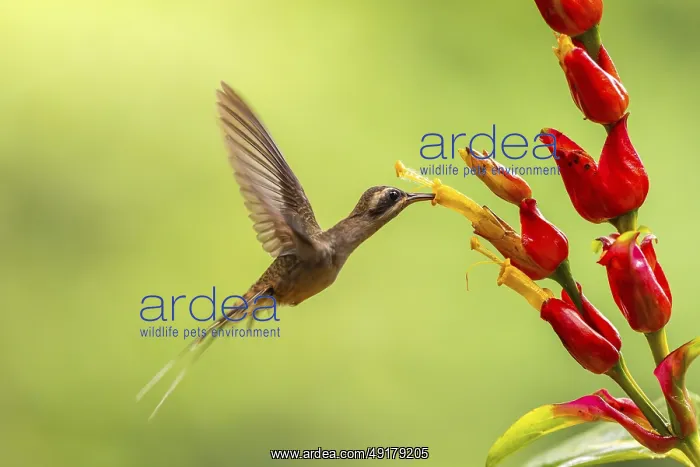 : Long-billed Shadow Hummingbird (Phaethornis longirostris) : Long-billed Shadow Hummingbird (Phaethornis longirostris)
