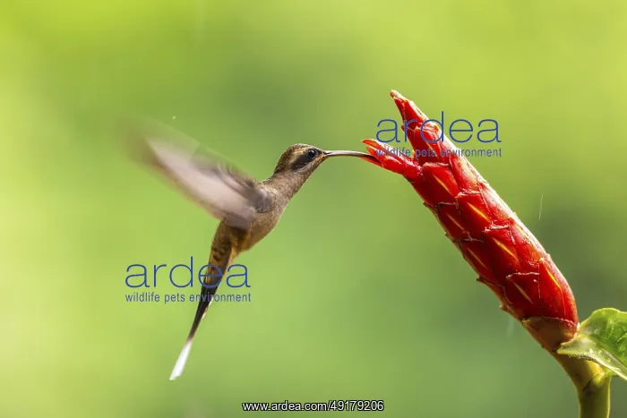 : Long-billed Shadow Hummingbird (Phaethornis longirostris) : Long-billed Shadow Hummingbird (Phaethornis longirostris)