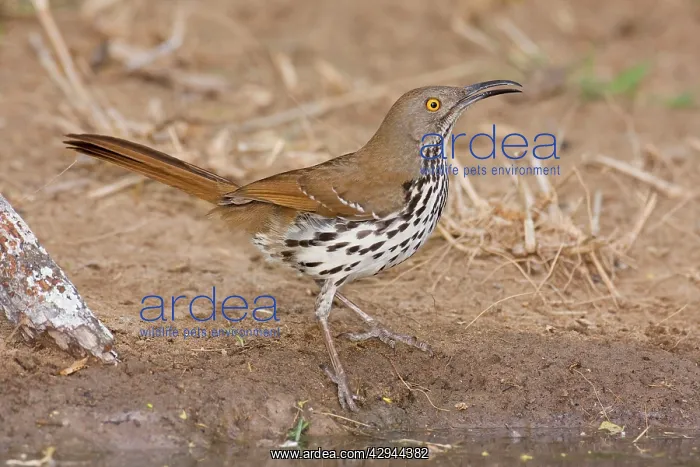 : Long-billed Thrasher : Long-billed Thrasher