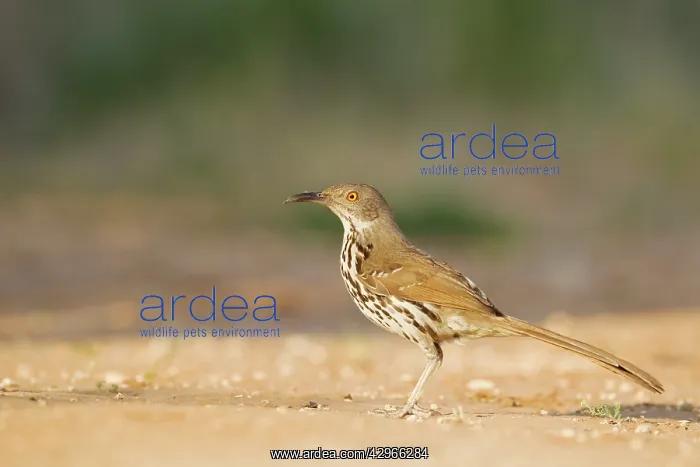 : Long-billed Thrasher : Long-billed Thrasher