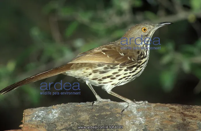 : Long-billed Thrasher : Long-billed Thrasher