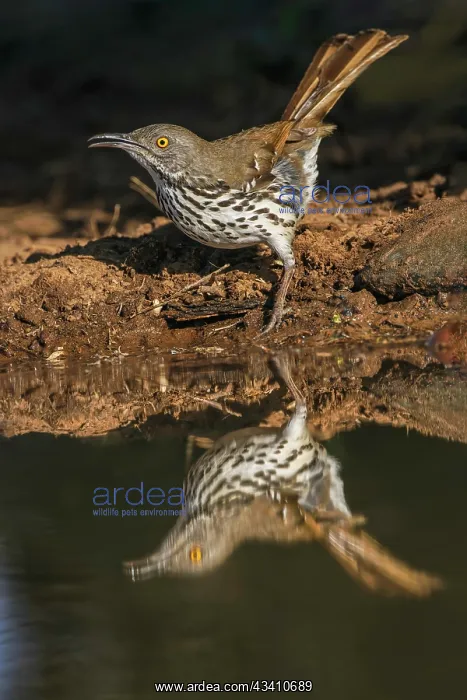 : Long-billed thrasher drinking from small pond, Rio : Long-billed thrasher drinking from small pond, Rio