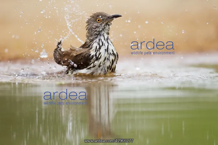 : Long-billed Thrasher - washing : Long-billed Thrasher - washing