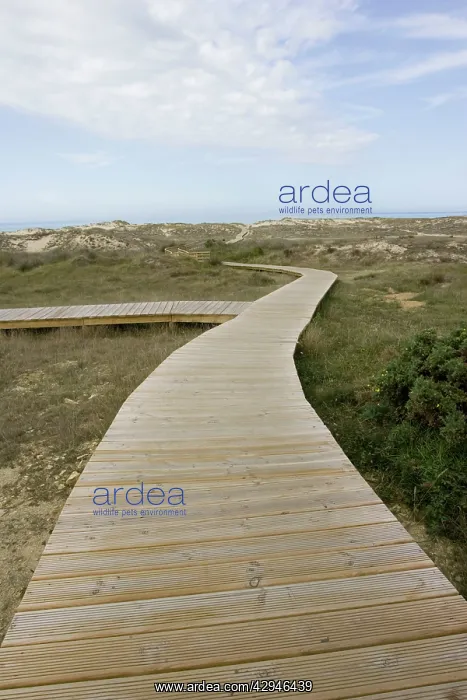 : Long boardwalk over dunes to beach : Long boardwalk over dunes to beach