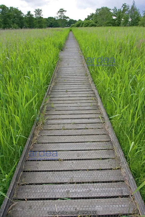 : Long empty boardwalk through reedbeds : Long empty boardwalk through reedbeds